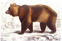 A big, brown bear